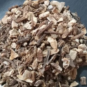 Angelica Root