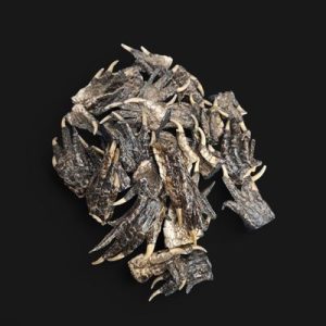 Alligator Foot