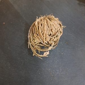 Rose of Jericho Small